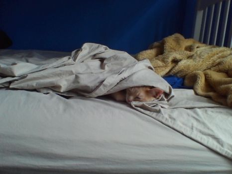 Sleeping Charlie