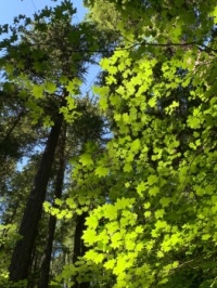 Green!