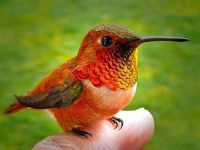 Identify this beauty:-)