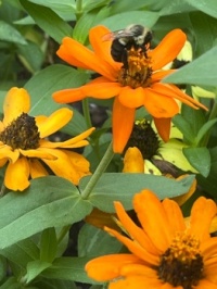 Zinnias