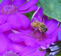 Purple Daisy and Bee..