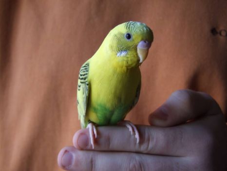 Birdie Squirt (think lemon-lime)