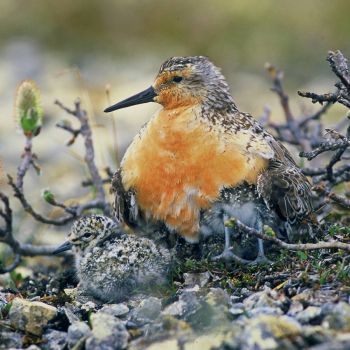 Red Knot parent and chicks near Hudson Bay, Canada