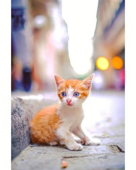 Cuba Kitten