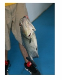Piranha on the Amazon