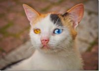 The beautiful strange-eyed kitten, taken in  Lovech ,  Bulgaria 