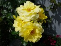 Moms yellow roses