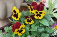 Pansies