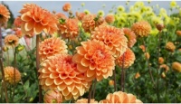 Dahlia,      National flower of Mexico