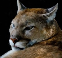 Mountain Lion