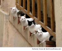 Cats-got-curiousity