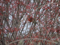 Find the Cardinal