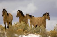 Mustangs in southeast Oregon