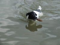Dog Sunny