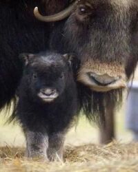 Muskox cow and calf