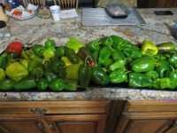 pepper harvest