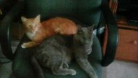 2  Sweet Kitties--Sunny and Stormy