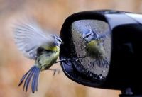 Reflection in a rear view mirror