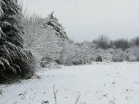 Snowy Detling