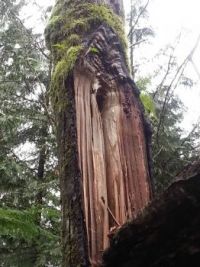 cracked tree