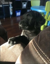 Bauer - 3  mths - 2020