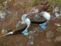 Dancing Blue-footed Boobies