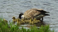 more goslings!