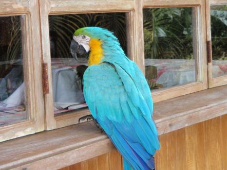 Pretty Polly - Costa Rica