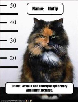 Cat criminal