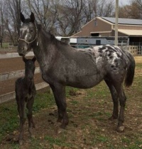Charles Potts just sent me this picture of his new colt. His name is BCA Black Mountain Cherakna Jamie. He is a solid black Appaloosa.