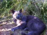 Otto, min kat.