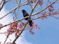 talking crow