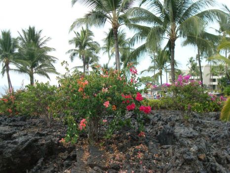Hawaiian breezes among the flowers