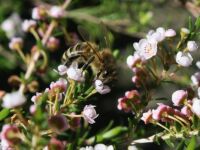 182_7536    Bee collecting pollin, Thryptomene saxicola, Rock thryptomene, Myrtaceae