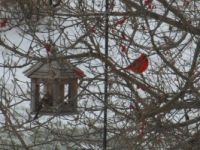 pa. birds