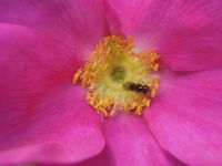 Wild Rose