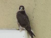 Cute Falcon
