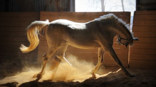 horse in barn