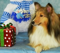 Maggie Christmas Portrait