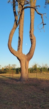 Moon tree