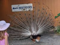 Plumpton Park Zoo - Peacock - back side