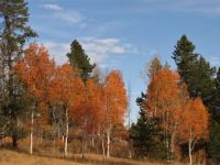 Fall