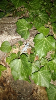 Findest du das Tier? - Can you find the animal?