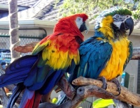 Free Flight Bird Sanctuary - Del Mar - Macaws