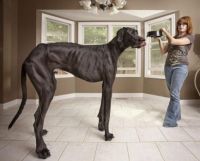The Tallest Dog...Zeus.