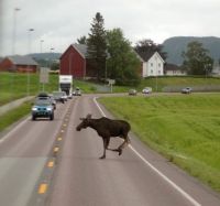 Moose on the loose, Norway 2015