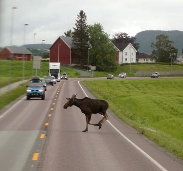 Moose on the loose, Norway 2015