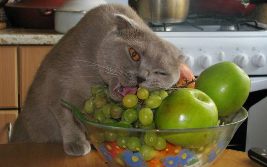 Cat ate 2024 a grape