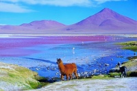 Lama glama and cria at Laguna Colorada
