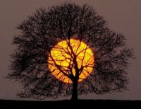 Harvest Moon through Tree